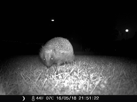 Hedgehog night shop vision camera